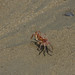 Crabe fantôme - Ocypode