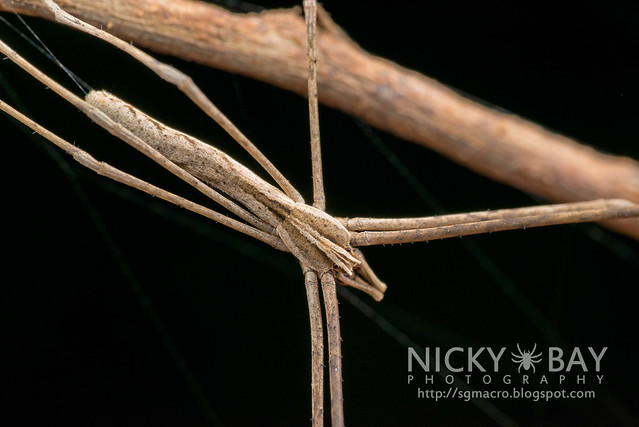 Net-Casting Spider (Deinopis sp.) - DSC_9414