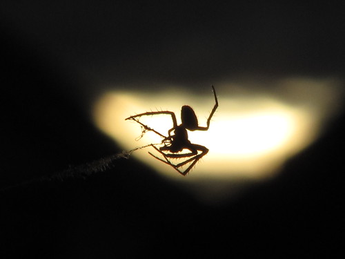 sunset spider solnedgang edderkopp img9709 kongro