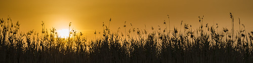 sunset españa plants silhouette contraluz plantas alicante puestadesol elche comunidadvalenciana naturalpark sanfelipeneri baixvinalopó parquenaturaldeelhondo