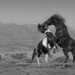 Mustang Fight - 1st Place - Black & White - Hector Astorga