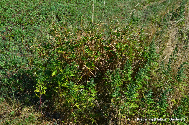 /Dichanthelium clandestinum/, Deer-Tongue Grass, Hempstead Plains