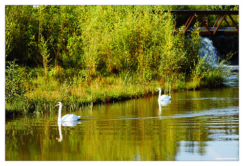 france bird nature animal swan europe natur moselle naturephotography outdoorphotography borderfx sonyslta99 domainelestroisforêts