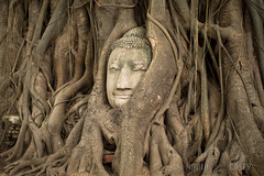 Face of Ayutthaya