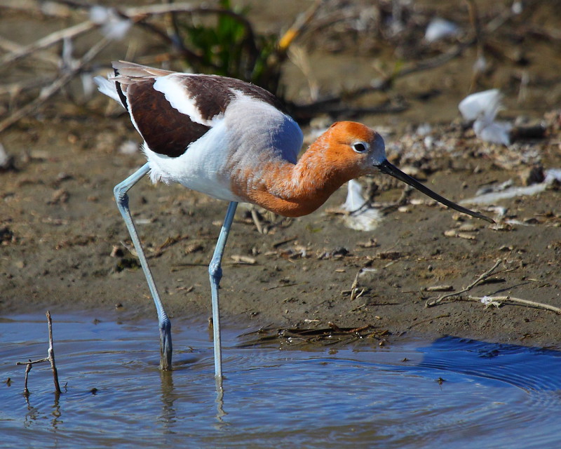 IMG_0015 American Avocet