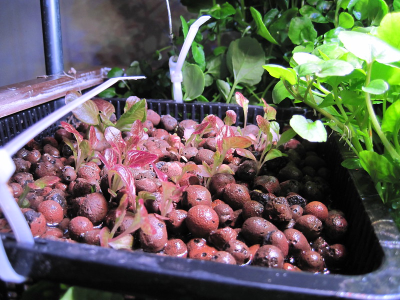 Garnet Rose Lettuce seedlings