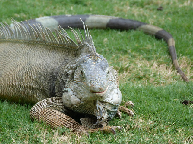 Iguana en Guayaquil (Ecuador)