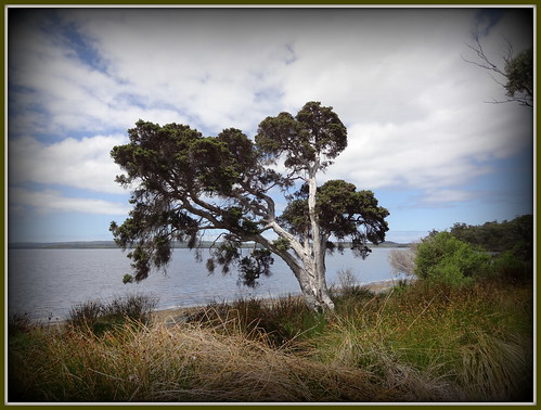 cloud tree water clouds denmark australia inlet baum tmt waustralia riverinlet barktree cloudsstormssunsetssunrises