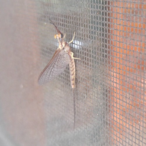 ephemeropteramayfly