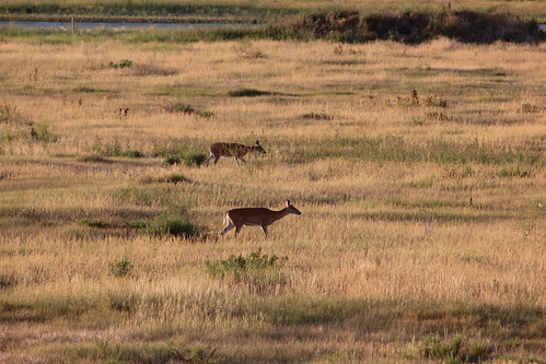 southdakota bellefourche wildlife animals deer landscape nature