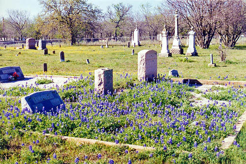 cemetery texas headstones 1999 graves wildflowers hillcountry tombstones bluebonnets johnsoncity lupines texasbluebonnets