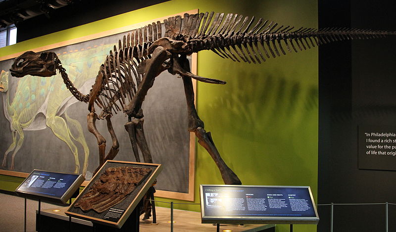 16. Reconstrucción de un Hadrosaurio. Academia de Ciencias Naturales. Filadelfia. Autor, Jim, the Photographer