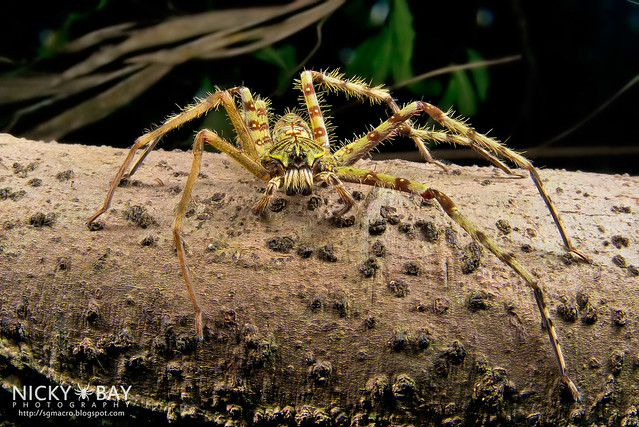 Huntsman Spider (Heteropoda boiei) - DSC_7147