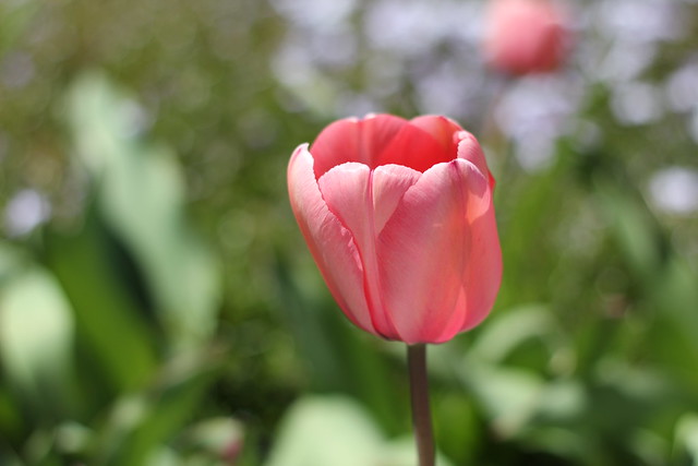 tulips by replicate then deviate