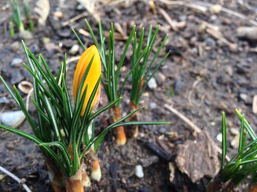 The first crocus blooms