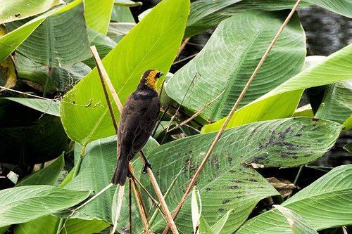 Florida: Yellow-headed Blackbird