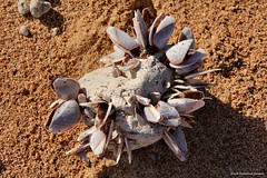 Unidentified Lepas sp. - Barnacles on Pumice Stone, Slaughter Bay Beach, Kingston, Norfolk Island