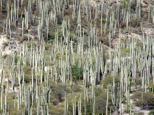 cactus plants mexico pflanzen tehuacan puebla landschaft wald mexiko kaktus naturschutz zapititlan