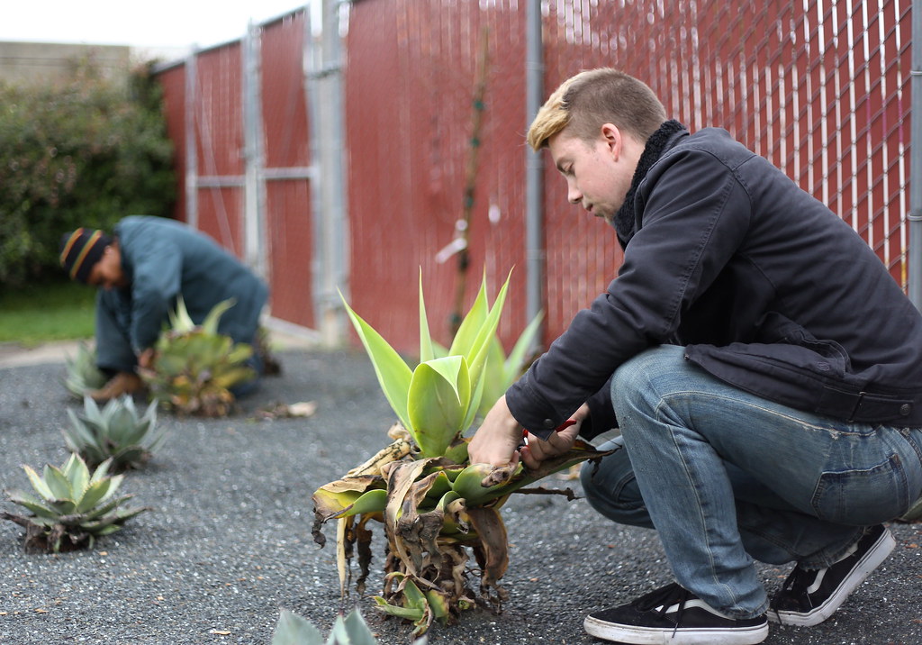 Linda Jo Morton, gardening specialist for University Property Management, and Alex Kimble, grounds student assistant, trim damaged leaves from an agave plant in Parkmerced Monday, Feb. 11. UPM has replaced small lawns with drought-tolerant plants in an effort to reduce water use on campus. Photo by Ryan Leibrich / Xpress
