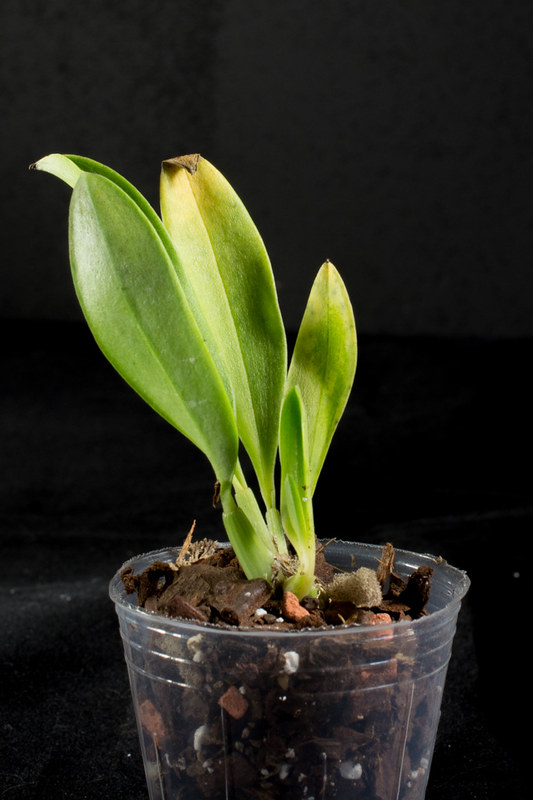 Bulbophyllum ankylochele 12541628414_5c04ac11b0_c
