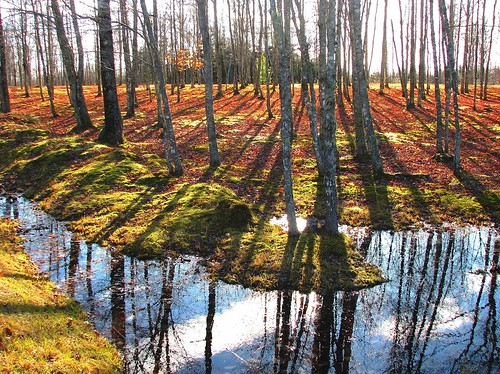 autumn trees light canada nature water leaves canon reflections pond shadows seasons country newbrunswick colourful maples