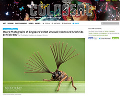 Macro Photographs of Singapore’s Most Unusual Insects and Arachnids by Nicky Bay