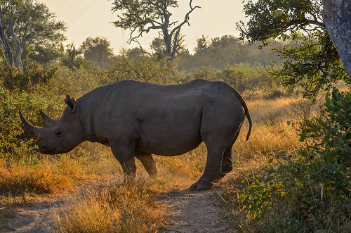 nature sunrise southafrica wildlife rhino