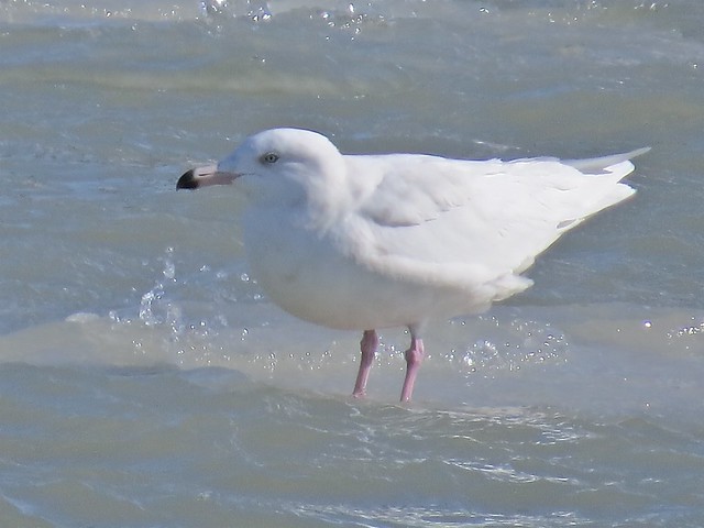 Glaucous Gull (2nd Cycle) at North Point Marina in Lake County, IL 10