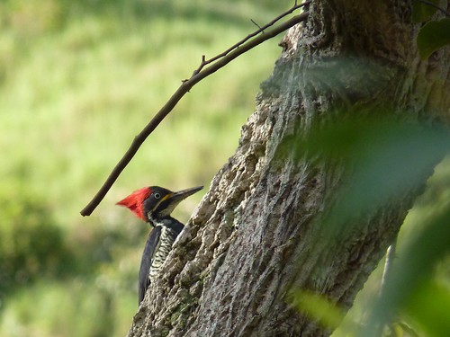 woodpecker picapau dryocopuslineatus