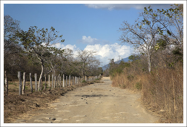 Road To Tenorio Rain Forest