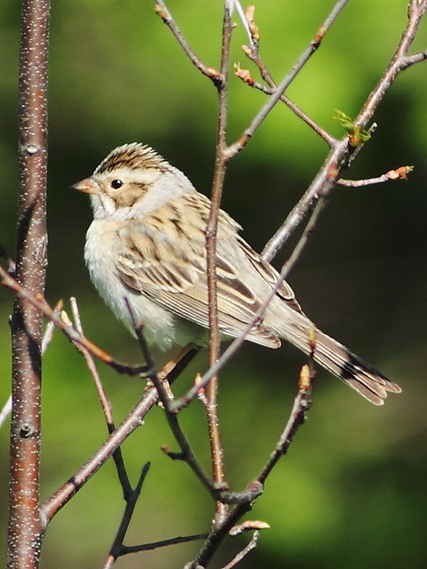 Clay-colored Sparrow2 2-20130513