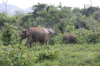 20130115_7206-Hurulu-safari-elephants_Vga