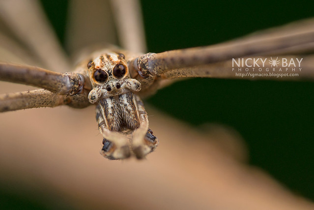 Net-Casting Spider (Deinopis sp.) - DSC_9400