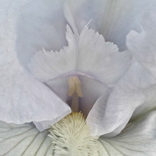 Bearded White Iris Flower - 20130916