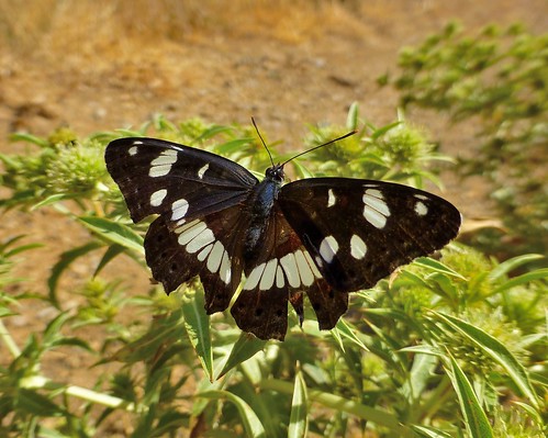 animal animals butterflies insects panasonic animali insetti farfalle
