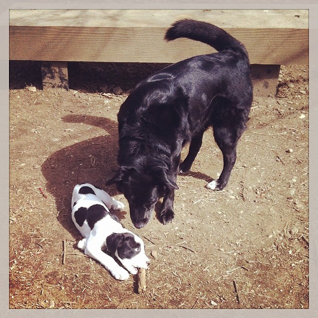 Maggie meets an adorable new puppy friend. Couldn't you just...? ❤️❤️