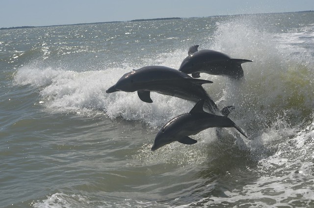 Triple dolphin action