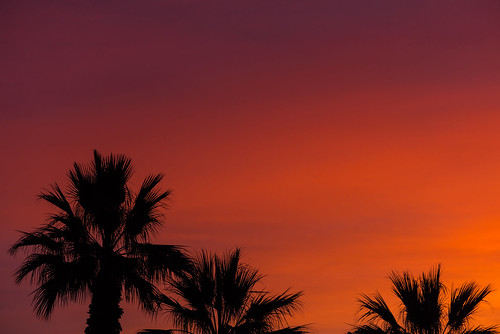 sunrise palmtrees
