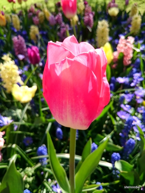  Red tulip among flowers