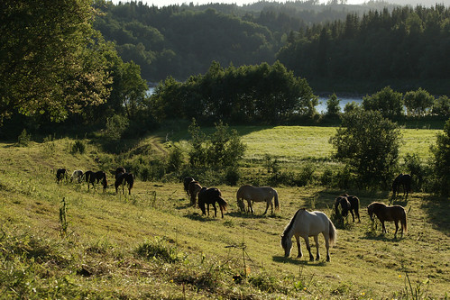 horses horse nature water river vann hest elv trøndelag jørum namdal jørumgård