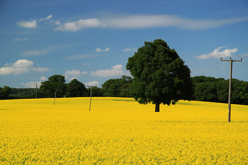 uk summer sky colour tree nature field contrast canon bluesky surrey dorking rapeseed polarisingfilter leadinlines project52 eos500d northholmwood