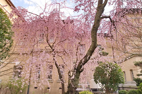 【写真】2013 桜 : 京都府庁旧本館/2020-08-27/IMGP8993