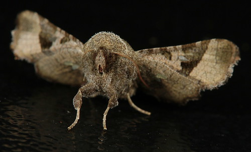 arizona insect moth july lepidoptera fieldtrip eol bmna thyrididae thyridinae canonefs60mmf28macrousm dysodia dysodiagranulata bugguidegathering2013 taxonomy:binomial=dysodiagranulata