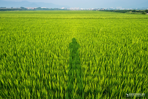 morning shadow summer field asia earlymorning korea greenfield ricefield gyeongju 대한민국 angang 경주시 경상북도