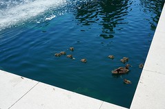 Ducklings swimming to a lecture