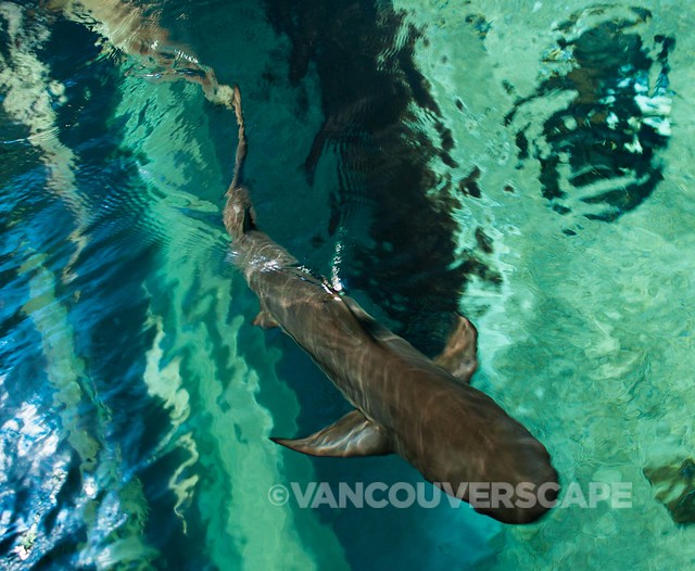 Vancouver Aquarium Up Close-6