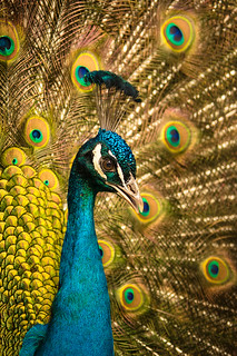 Mr Peacock // 09 03 14