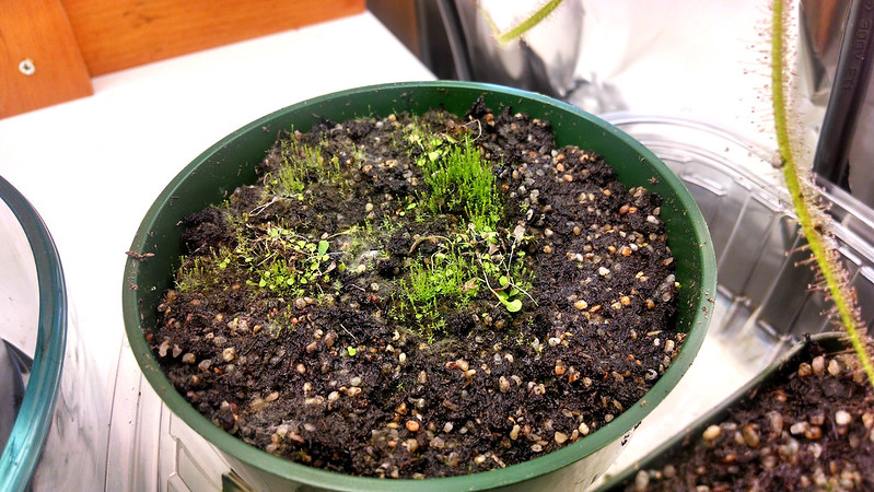 Utricularia sandersonii, typical form
