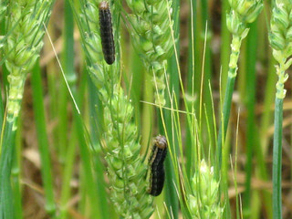 Picture of True Armyworms