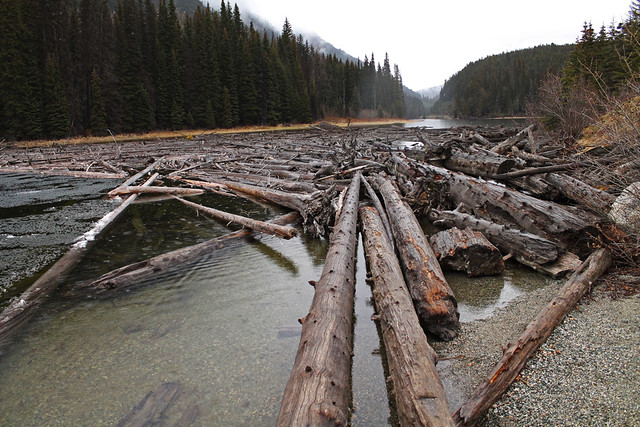 Logs on Duffy Lake